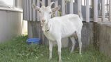 警察が保護した“迷いヤギ”　飼い主の元に戻る　保護中は「職員で世話をして見物に来る人も」　栃木県・鹿沼市|TBS NEWS DIG