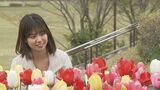 春はチューリップが見たい!金沢市戸室新保に2000本…“咲く時期”は品種で異なる|TBS NEWS DIG