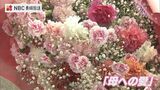 今月14日は母の日 長崎県産カーネーションの魅力 | 長崎のニュース | 天気 | NBC長崎放送