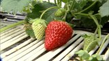 「クリスマスに向けた出荷が追い付かない」約2週間遅れのイチゴの収穫 いつもであればすでに最盛期… 高い気温が影響|TBS NEWS DIG