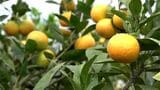 出水市でハウスみかん「かごしま早生」収穫始まる　「この時期しかない」鹿児島　|　鹿児島のニュース｜MBC NEWS｜南日本放送