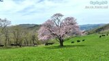 【岩手空中散歩】平野部のサクラが終わったあとに満開を迎える宇瀬水の一本桜 岩手・花巻市|TBS NEWS DIG
