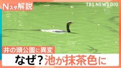 なぜ？吉祥寺にある井の頭公園の池が抹茶色に…「どうしてこうなった？」驚くような色彩 世界の自然現象【Nスタ解説】| TBS CROSS DIG with Bloomberg