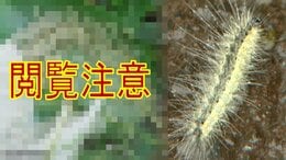 【画像閲覧注意】大量発生の“毛虫”『アメリカシロヒトリ』とは? 青森県八戸市の公園や学校に“うじゃうじゃ”と… 約3年周期で大量発生? 駆除業者は記録的猛暑など影響の可能性指摘「全滅は不可能に近い」|TBS NEWS DIG