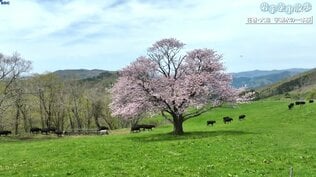 【岩手空中散歩】平野部のサクラが終わったあとに満開を迎える宇瀬水の一本桜　岩手・花巻市　|　IBC NEWS | IBC岩手放送