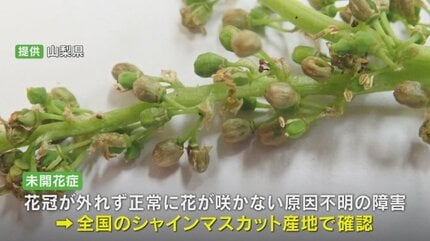 ㉜新作!マスカット❣️華切子❣️珊瑚の花❣️祭囃子❣️発根済! メルカリ便込 ㉜新作!マスカット❣️華切子❣️珊瑚の花❣️祭囃子❣️発根