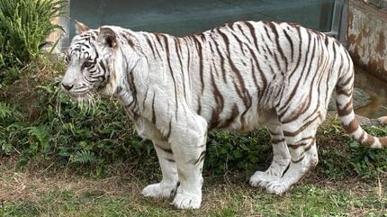 初代ホワイトタイガー「コハク」天国へ 2011年から親しまれた人気者 初代ホワイトタイガー「コハク」天国へ 2011年から親しまれた人気者