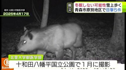 くまになります。 まだ起きているのか…」教授も驚愕 雪深い山中をのしのしと歩く『クマ