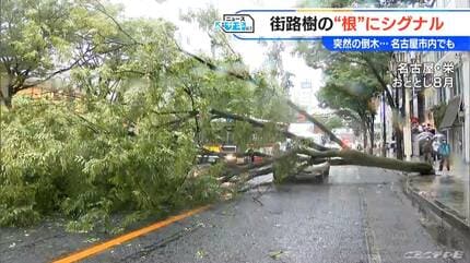 倒木 倒木で自転車の女性がけが…高さ10数mの桜の木が根元から折れる 東京
