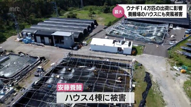 「どうしようかなと絶望している」ウナギ約14万匹の出荷に影響も　養鰻場で養殖用のハウスが倒壊　台風10号の突風被害|TBS NEWS DIG