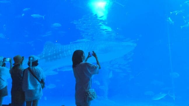 夜ならではの静けさ実感　沖縄美ら海水族館で幻想的な空間楽しむ「ナイトアクアリウム」|TBS NEWS DIG