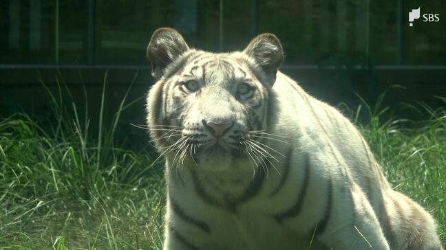 7月29日は「世界トラの日」ホワイトタイガー飼育の伊豆アニマルキングダムで特別イベント『めざせ!トラ博士』=静岡・東伊豆町|TBS NEWS DIG