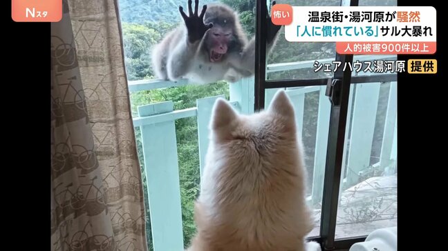 関東有数の温泉地でサルが大暴れ!勝手にバナナを食べたりパンを食べたりやりたい放題!今後の対策は?|TBS NEWS DIG