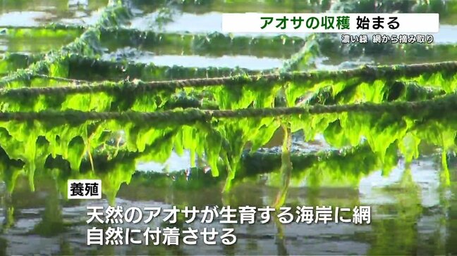 味噌汁や天ぷらに…八代海から“春の便り”　海藻アオサの収穫始まる　熊本県天草市|TBS NEWS DIG
