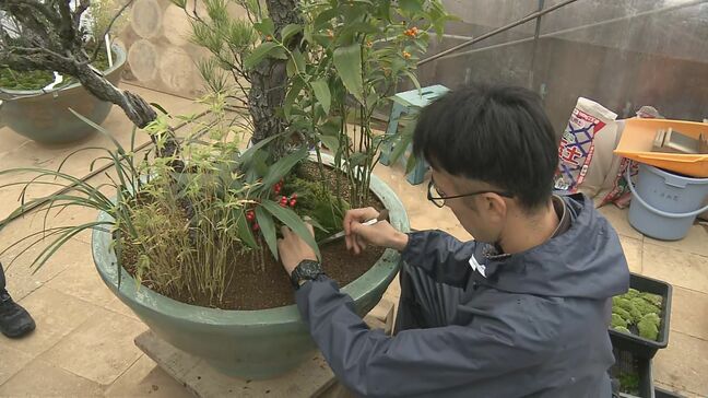 新年の皇居彩る「春飾り」仕上げ作業 梅や松などあしらった皇室伝統の寄植盆栽 高さ2メートル超えるものも|TBS NEWS DIG