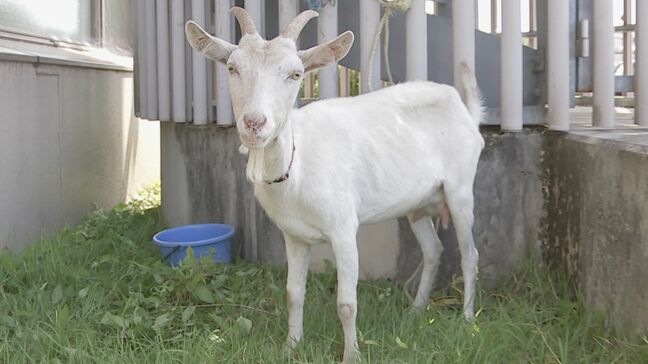 警察が保護した“迷いヤギ”　飼い主の元に戻る　保護中は「職員で世話をして見物に来る人も」　栃木県・鹿沼市|TBS NEWS DIG