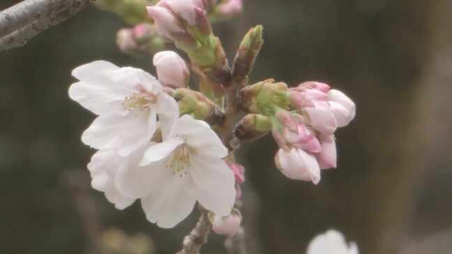 【速報】東京の桜　きょう午後2時にも開花発表か　平年より5日早く　気象庁|TBS NEWS DIG