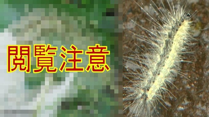 【画像閲覧注意】大量発生の“毛虫”『アメリカシロヒトリ』とは？　青森県八戸市の公園や学校に“うじゃうじゃ”と…　約3年周期で大量発生？　駆除業者は記録的猛暑など影響の可能性指摘「全滅は不可能に近い」|TBS NEWS DIG