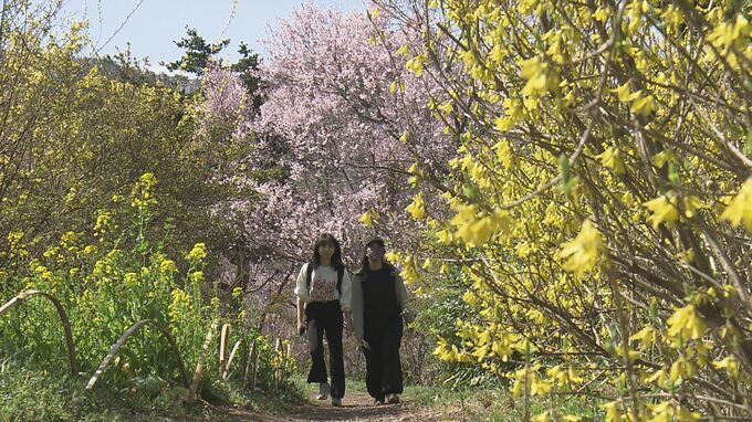 福島の桃源郷・花見山公園　来訪者はコロナ禍から徐々に回復…今年はインバウンドにも期待|TBS NEWS DIG