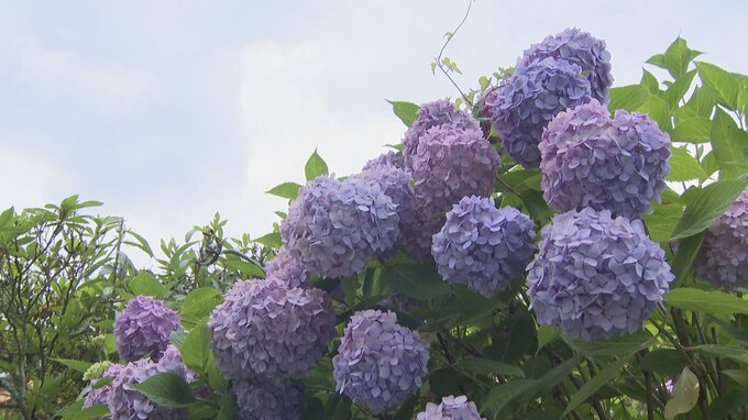 地元の小学校の卒業生が植えたアジサイ　約1000株が咲き誇る　山梨・大公寺　|　山梨のニュース | ＵＴＹテレビ山梨