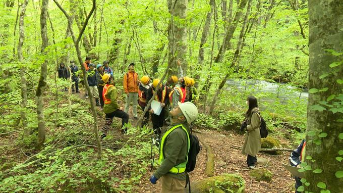 青々とした“新緑”の奥入瀬渓流　遊歩道沿いの樹木の安全点検はじまる　|　青森のニュース│ATV NEWS│青森テレビ