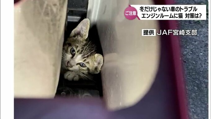 運転中の取材班のエンジンルームに猫！雨が原因？寒い時期だけではない車に猫が入り込むトラブル　対策は「バンバン」より「猫コンコン」　　　　|　MRTニュース ｜ ＭＲＴ宮崎放送