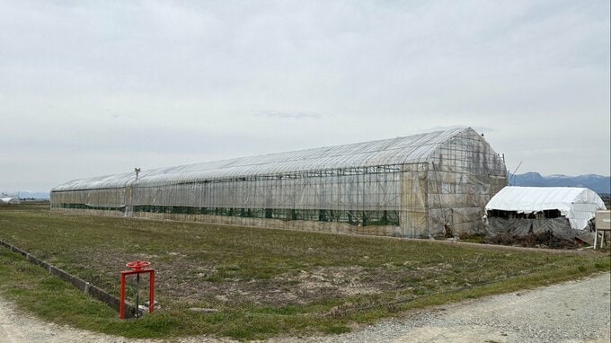 【現場画像】当初は会話可能も容態急変...さくらんぼ畑で死亡事故　80代男性が6メートル下に転落（山形・河北町）　|TBS NEWS DIG