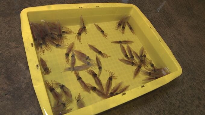 富山湾のホタルイカ漁解禁も…わずか59匹　網にはホタルイカを食べる大量の生物が…　|　富山のニュース｜天気・防災｜チューリップテレビ