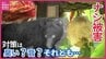 対策は音？臭い？それとも･･･　ナシの被害は１晩で275個　夏のクマがなぜ果樹を？　専門家の見立ては　広島　|　RCC NEWS | 広島ニュース | RCC中国放送