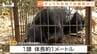 酒田・鶴岡・最上・大石田…県内各地でクマの目撃相次ぐ　神社付近や道路上など人の生活圏に出没（山形）　|　山形のニュース│TUYテレビユー山形
