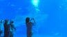夜ならではの静けさ実感　沖縄美ら海水族館で幻想的な空間楽しむ「ナイトアクアリウム」　|　沖縄のニュース｜RBC 琉球放送