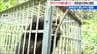 5m先に発見「あ、クマだ」 叫ぶと声に反応し一瞬で襲撃…  被害男性が語る恐怖と“命を守る準備”   新潟　|　新潟のニュース・天気｜BSN NEWS｜BSN新潟放送