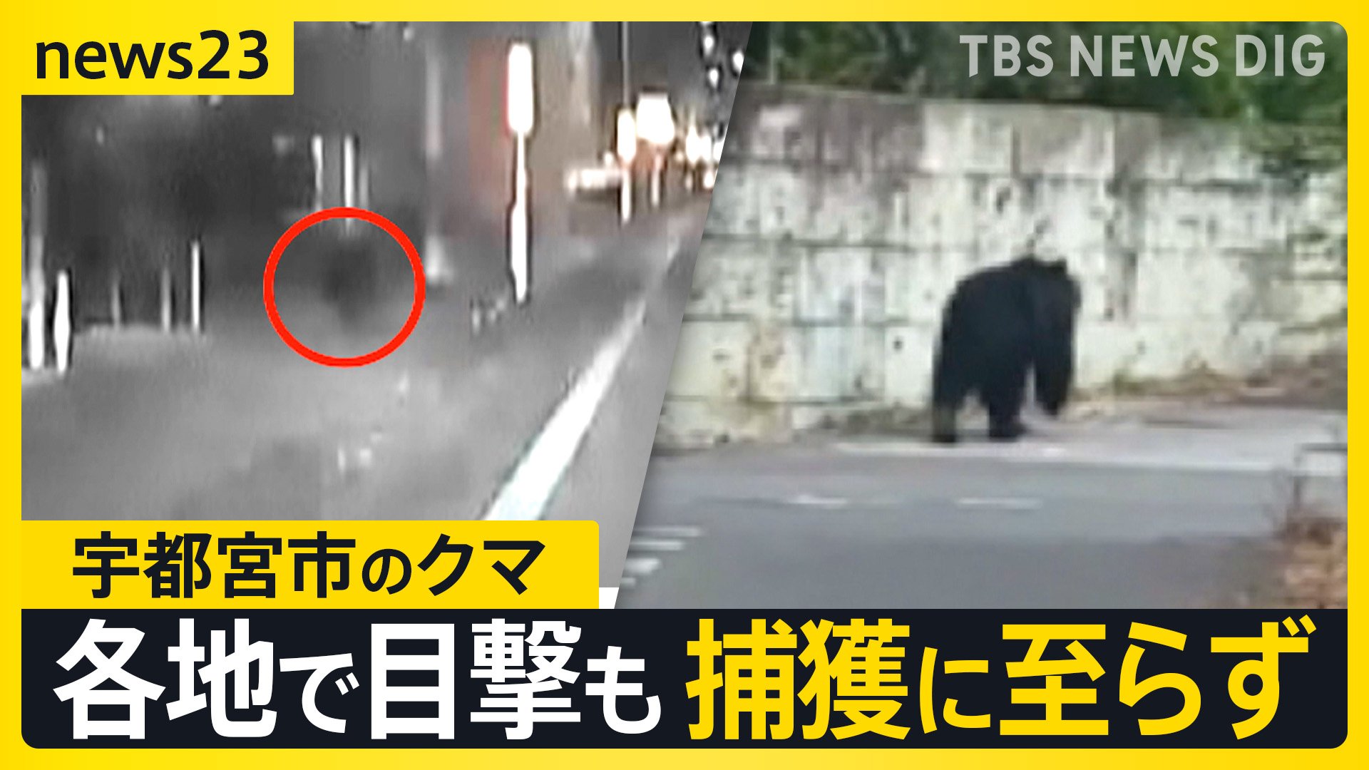 宇都宮市の繁華街にクマ「うわすご！」 夜も捕獲に至らず 各地で目撃