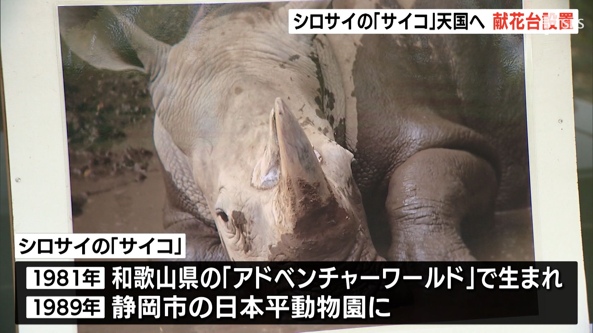 泥遊びする様子が人気 シロサイ サイコ 天国へ 来園者が献花台で別れ惜しむー静岡 日本平動物園 Sbs News 静岡放送 静岡県内ニュース 天気 泥遊びする様子が人気 シロサイ サイコ 天国へ 来園者が献花台で別れ惜しむー静岡 日本平動物園 Sbs News 静岡放送 静岡県内ニュース 天気