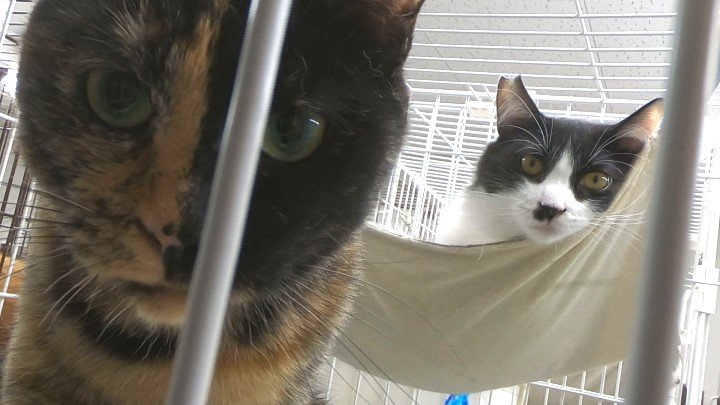 片足のないネコが数年前から多数保護される 獣医師「トラバサミの可能