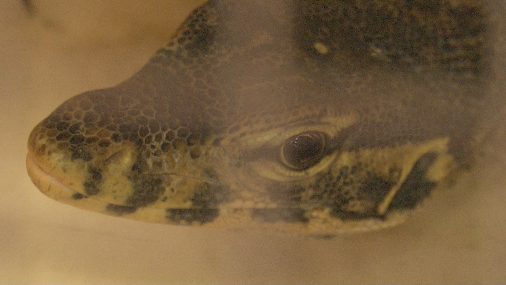 大きなトカゲがいた。テレビで見たものではないか」用水路を泳ぐ大型の