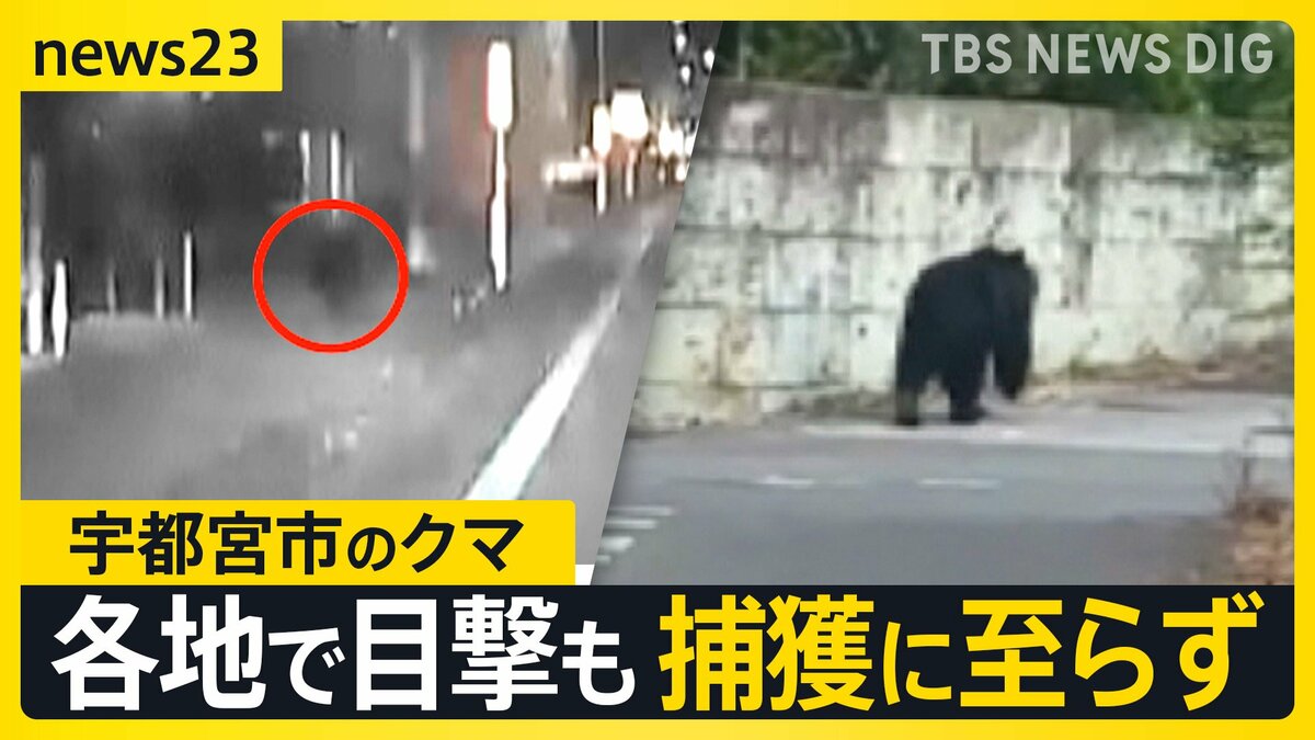 宇都宮市の繁華街にクマ「うわすご！」 夜も捕獲に至らず 各地で目撃