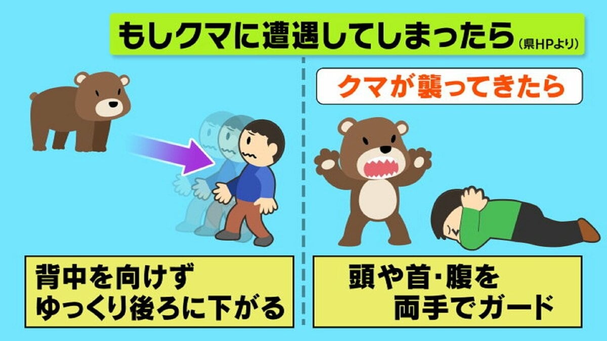クマもしかも逃げた 浮島笹刈り : 笹刈刃の切先について – ZPDJ