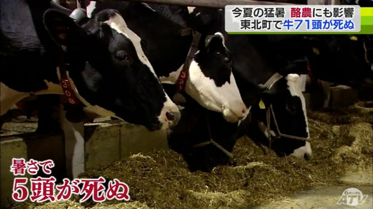 猛暑の影響で死んだ牛が“増加” 搾乳量にも変化…月400万円ほどの減収
