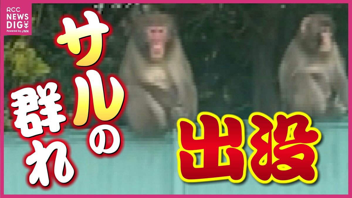 猿の群れ” 住宅地に出没「足元で威嚇してきて怖かった」通行人を