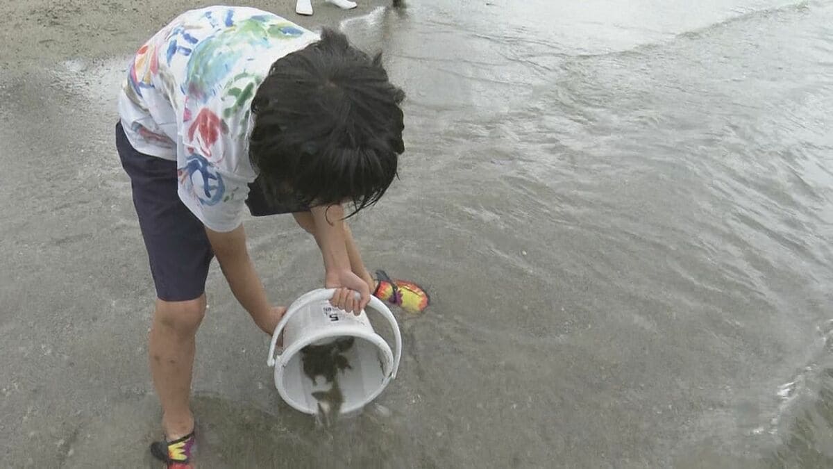 小学生がヒラメの稚魚約400匹を放流 ｢大きくなって戻ってきて｣ 水産資源の大切さ学ぶ体験学習会 三重･尾鷲市