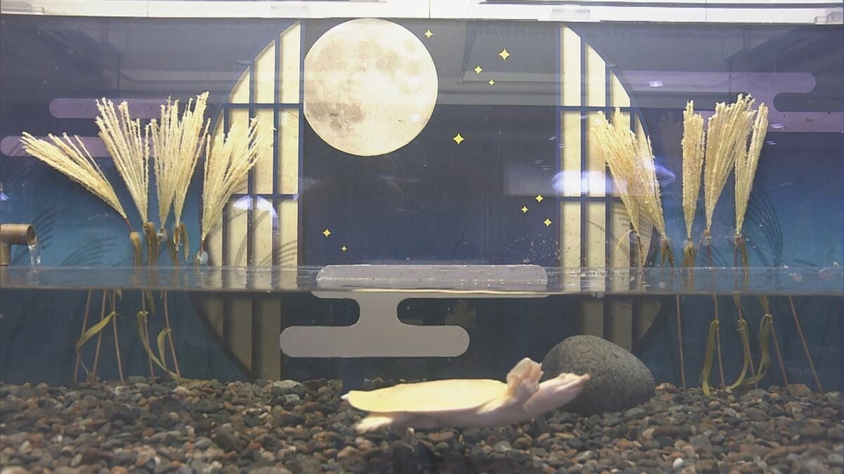 “月がスッポン”の水槽 十五夜がテーマ ｢水族館ならではのお月見を楽しんで｣ 岐阜･各務原市のアクア･トト ぎふ 