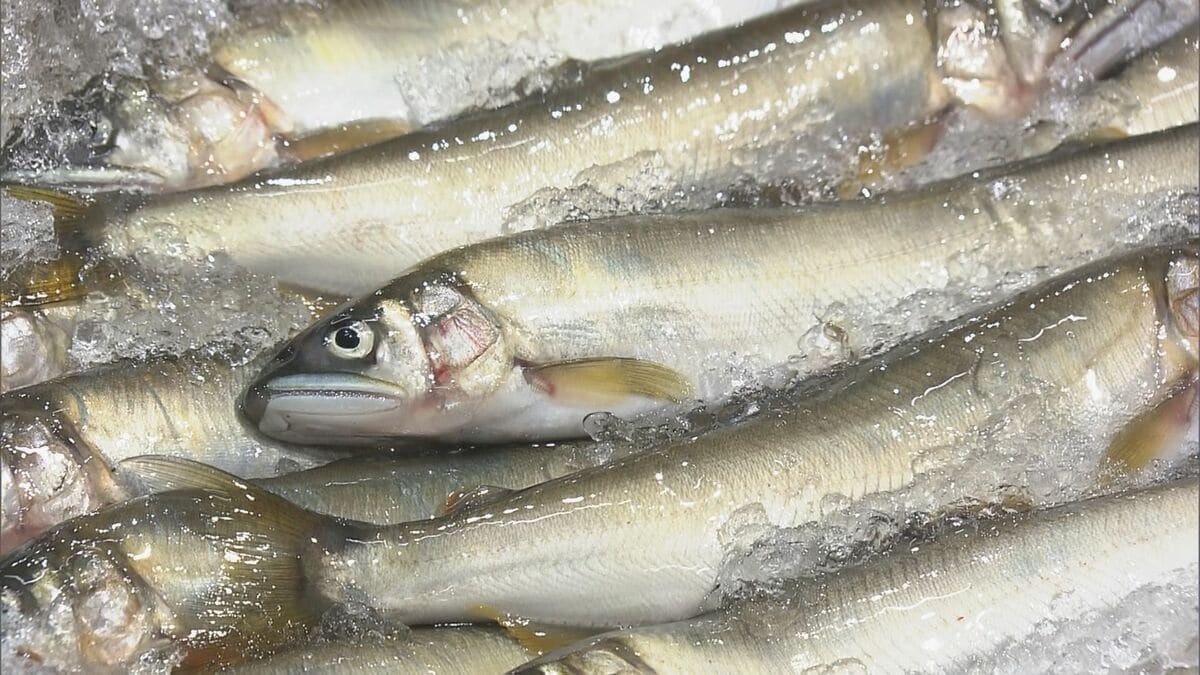 【速報】天然アユの初競りで史上最高値の1キロ35万円　過去最高の約6倍の価格に