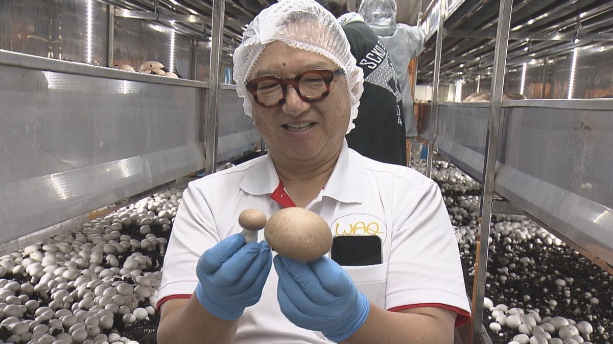 「本当に美味しいマッシュルームを届けたい」沖縄唯一のマッシュルーム栽培　メイドイン糸満をアジアへ発信【わがまちLink41】
