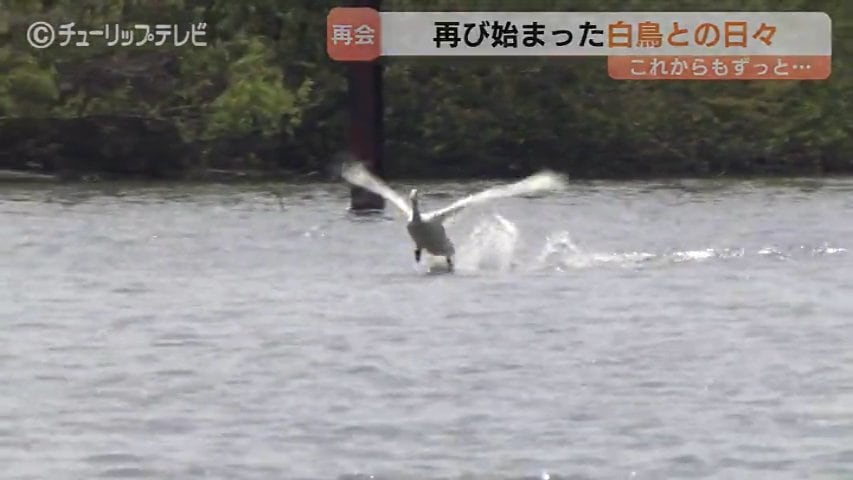 傷ついた白鳥と富山のカメラマン澤江弘一さん 消息絶った1年を乗り越え