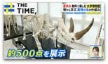 夏休みに!“アートのような”骨格標本や“SL乗車”が無料で楽しめる「大学博物館」【THE TIME,】 |TBS NEWS DIG