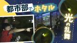 都市部の暗闇に浮かぶ“光の乱舞”大学キャンパスにホタルの淡い光 | 福岡のニュース|RKB NEWS|RKB毎日放送