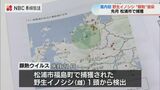 野生イノシシ「豚熱」感染 人には感染しない 長崎県 風評被害に注意|TBS NEWS DIG