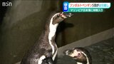 重要な“使命”のペンギン5羽 新たに新潟市水族館マリンピア日本海に仲間入り|TBS NEWS DIG