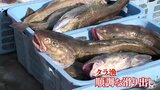 冬の味覚タラ豊漁「網が満タン」 むつ市脇野沢地区で順調な滑り出し|TBS NEWS DIG